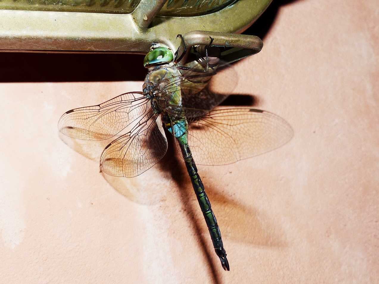 Anax parthenope attirato dalla luce di notte